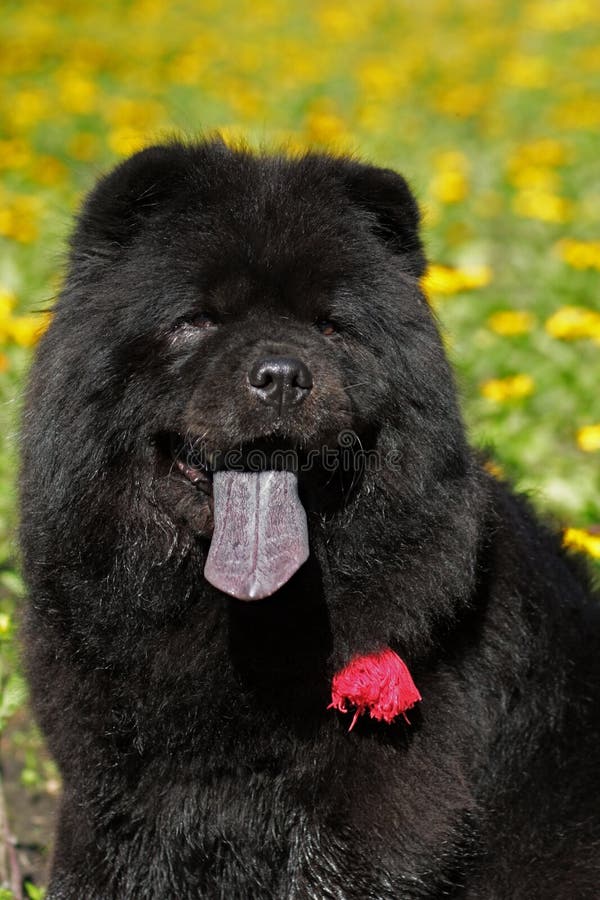 293 Perro Negro De Chow Chow Fotos Libres De Derechos Y Gratuitas De Dreamstime 293 Perro Negro De Chow Chow Fotos Libres De Derechos Y Gratuitas De Dreamstime