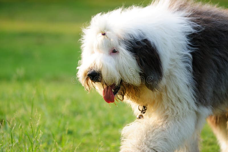 Cachorro de pastor inglés fotografías e imágenes de alta resolución - Alamy