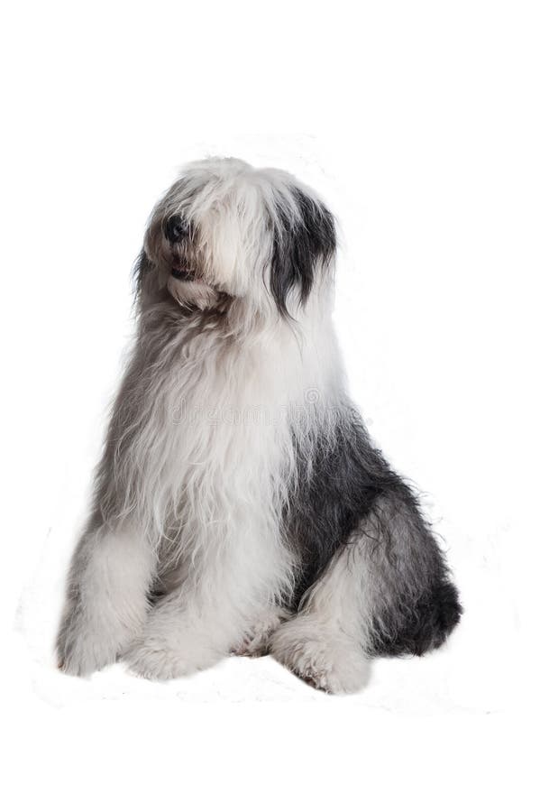 Bobtail Dog Perro Viejo Pastor Ingles Stock Photo 1162963276