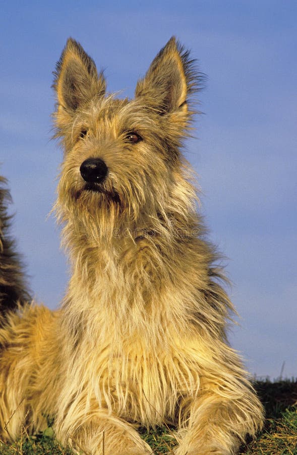 Perro Pastor Picardia Madre De Cachorro Foto De Archivo Imagen De Canoa Longitud