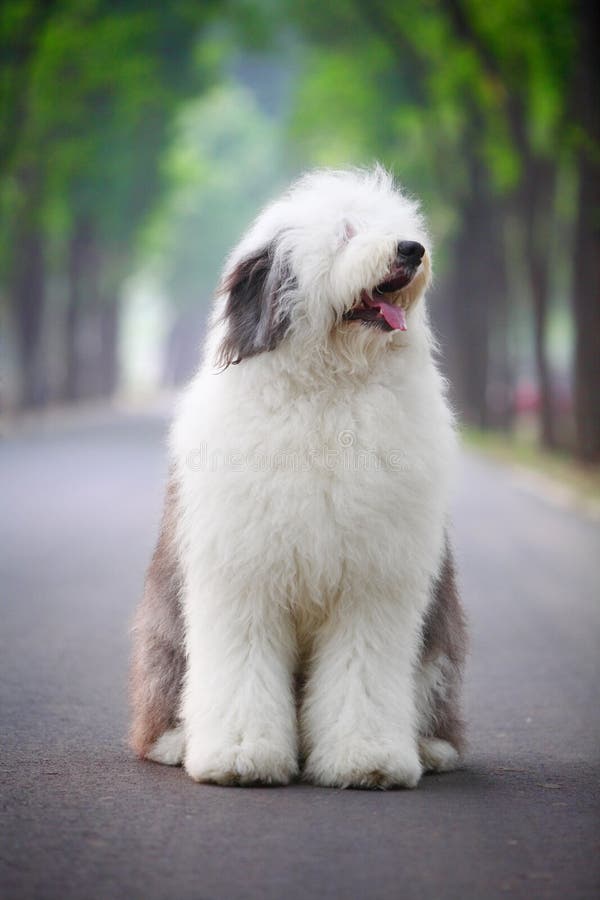 Perro Pastor Inglés Viejo Que Se Coloca En Hierba Foto de archivo