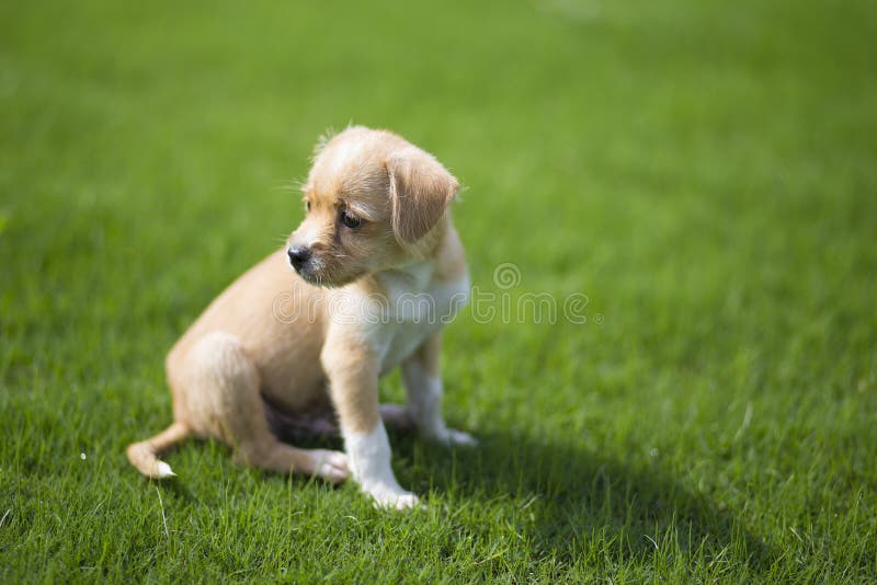 Chinese pastoral dog is one of the domestic dogs in China. Its shoulder height is about 40-55 centimeters and its weight is about 20-25 kilograms. The meat is not strong, and the diet is miscellaneous. The shape of the wolf is very similar, the mouth is short, the forehead is flat. The region is widely distributed. It is mainly distributed in the south of the Great Wall, east of the Qinghai Tibet Plateau, and the low altitude area of Han nationality centered on the Central Plains, which is the product of the agricultural society of Chinese Han for thousands of years. The traditional name is `dog`, the south is called `grass dog`, and some parts of the north are called `wood dogs` and `stupid dogs`. However, because of the dazzling introduction of a large number of imported dogs, Chinese pastoral dogs are now being discriminated against and are not considered to be a breed of dogs. Chinese pastoral dog is one of the domestic dogs in China. Its shoulder height is about 40-55 centimeters and its weight is about 20-25 kilograms. The meat is not strong, and the diet is miscellaneous. The shape of the wolf is very similar, the mouth is short, the forehead is flat. The region is widely distributed. It is mainly distributed in the south of the Great Wall, east of the Qinghai Tibet Plateau, and the low altitude area of Han nationality centered on the Central Plains, which is the product of the agricultural society of Chinese Han for thousands of years. The traditional name is `dog`, the south is called `grass dog`, and some parts of the north are called `wood dogs` and `stupid dogs`. However, because of the dazzling introduction of a large number of imported dogs, Chinese pastoral dogs are now being discriminated against and are not considered to be a breed of dogs.