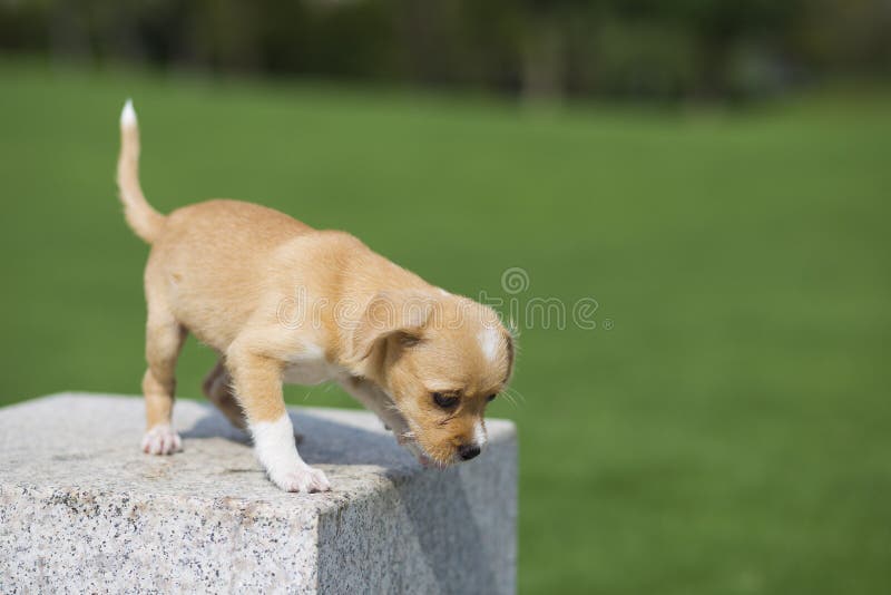 Chinese pastoral dog is one of the domestic dogs in China. Its shoulder height is about 40-55 centimeters and its weight is about 20-25 kilograms. The meat is not strong, and the diet is miscellaneous. The shape of the wolf is very similar, the mouth is short, the forehead is flat. The region is widely distributed. It is mainly distributed in the south of the Great Wall, east of the Qinghai Tibet Plateau, and the low altitude area of Han nationality centered on the Central Plains, which is the product of the agricultural society of Chinese Han for thousands of years. The traditional name is `dog`, the south is called `grass dog`, and some parts of the north are called `wood dogs` and `stupid dogs`. However, because of the dazzling introduction of a large number of imported dogs, Chinese pastoral dogs are now being discriminated against and are not considered to be a breed of dogs. Chinese pastoral dog is one of the domestic dogs in China. Its shoulder height is about 40-55 centimeters and its weight is about 20-25 kilograms. The meat is not strong, and the diet is miscellaneous. The shape of the wolf is very similar, the mouth is short, the forehead is flat. The region is widely distributed. It is mainly distributed in the south of the Great Wall, east of the Qinghai Tibet Plateau, and the low altitude area of Han nationality centered on the Central Plains, which is the product of the agricultural society of Chinese Han for thousands of years. The traditional name is `dog`, the south is called `grass dog`, and some parts of the north are called `wood dogs` and `stupid dogs`. However, because of the dazzling introduction of a large number of imported dogs, Chinese pastoral dogs are now being discriminated against and are not considered to be a breed of dogs.