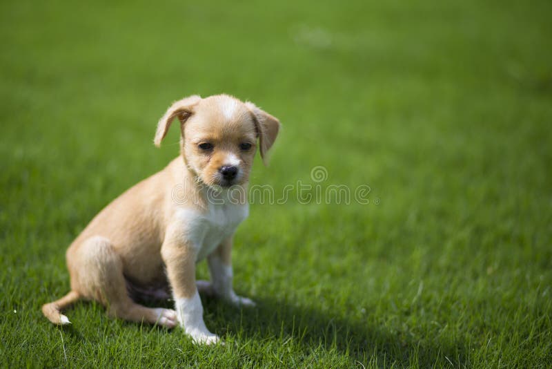 Chinese pastoral dog is one of the domestic dogs in China. Its shoulder height is about 40-55 centimeters and its weight is about 20-25 kilograms. The meat is not strong, and the diet is miscellaneous. The shape of the wolf is very similar, the mouth is short, the forehead is flat. The region is widely distributed. It is mainly distributed in the south of the Great Wall, east of the Qinghai Tibet Plateau, and the low altitude area of Han nationality centered on the Central Plains, which is the product of the agricultural society of Chinese Han for thousands of years. The traditional name is `dog`, the south is called `grass dog`, and some parts of the north are called `wood dogs` and `stupid dogs`. However, because of the dazzling introduction of a large number of imported dogs, Chinese pastoral dogs are now being discriminated against and are not considered to be a breed of dogs. Chinese pastoral dog is one of the domestic dogs in China. Its shoulder height is about 40-55 centimeters and its weight is about 20-25 kilograms. The meat is not strong, and the diet is miscellaneous. The shape of the wolf is very similar, the mouth is short, the forehead is flat. The region is widely distributed. It is mainly distributed in the south of the Great Wall, east of the Qinghai Tibet Plateau, and the low altitude area of Han nationality centered on the Central Plains, which is the product of the agricultural society of Chinese Han for thousands of years. The traditional name is `dog`, the south is called `grass dog`, and some parts of the north are called `wood dogs` and `stupid dogs`. However, because of the dazzling introduction of a large number of imported dogs, Chinese pastoral dogs are now being discriminated against and are not considered to be a breed of dogs.