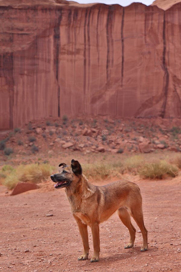 Perro perdido en el parque nacional del valle del monumento, los E.E.U.U. foto de archivo Perro perdido en el parque nacional del valle del monumento, los E.E.U.U. foto de archivo