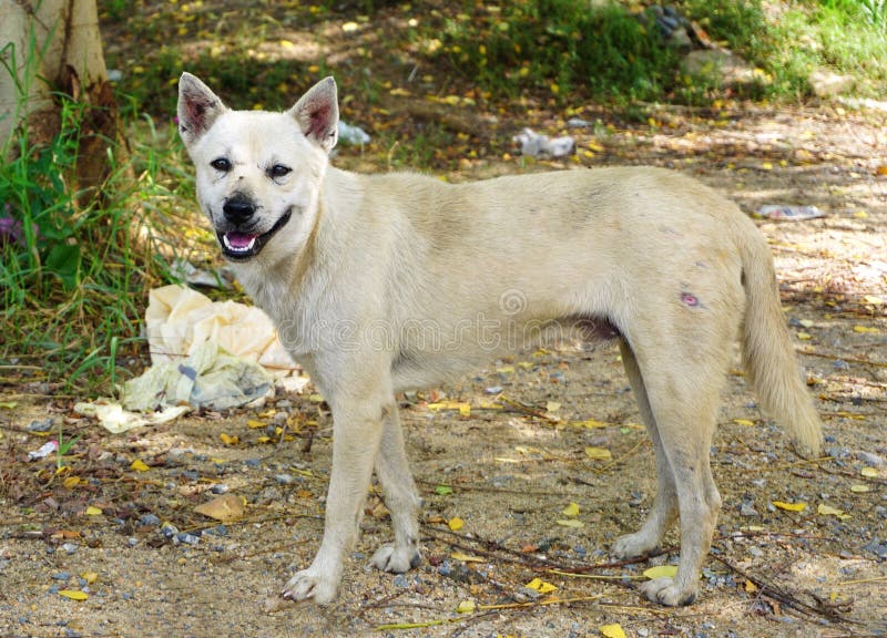 Perro perdido hambriento imagen de archivo libre de regalías Perro perdido hambriento imagen de archivo libre de regalías