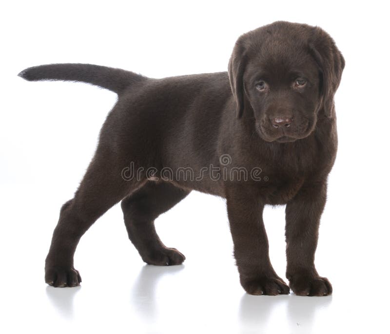 Perro perdiguero de Labrador femenino fotografía de archivo libre de regalías Perro perdiguero de Labrador femenino fotografía de archivo libre de regalías