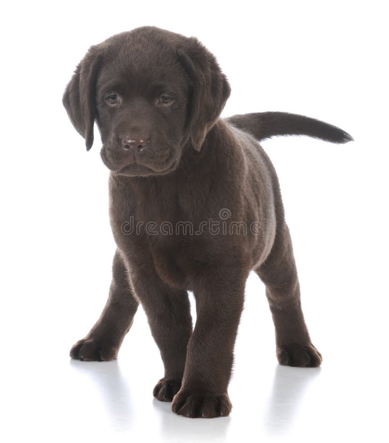 Perro perdiguero de Labrador femenino fotos de archivo libres de regalías Perro perdiguero de Labrador femenino fotos de archivo libres de regalías