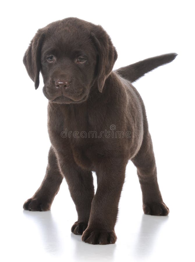 Perro perdiguero de Labrador femenino imagenes de archivo Perro perdiguero de Labrador femenino imagenes de archivo