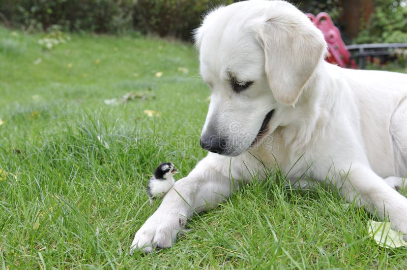 Perro perdiguero de oro y 1 pollo viejo del día imagen de archivo libre de regalías Perro perdiguero de oro y 1 pollo viejo del día imagen de archivo libre de regalías