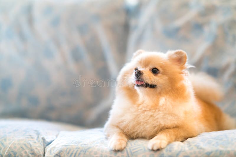 Perro pomeranian lindo que sonríe en el sofá, mirando hacia arriba para copiar el espacio fotografía de archivo libre de regalías Perro pomeranian lindo que sonríe en el sofá, mirando hacia arriba para copiar el espacio fotografía de archivo libre de regalías