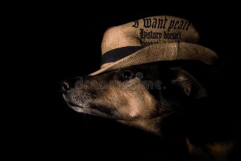 Perro precioso en sombrero en un fondo negro foto de archivo libre de regalías Perro precioso en sombrero en un fondo negro foto de archivo libre de regalías
