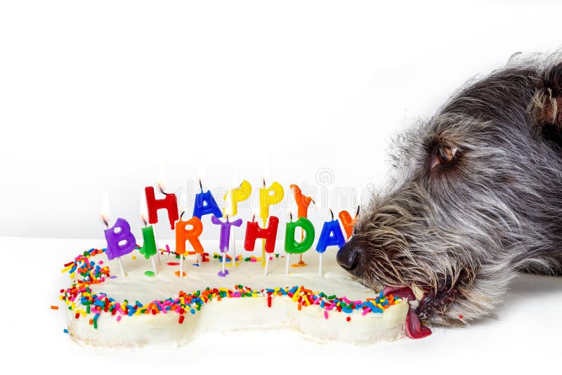 Perro que come la torta de cumpleaños formada hueso fotos de archivo Perro que come la torta de cumpleaños formada hueso fotos de archivo