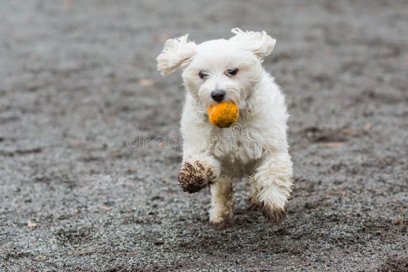Perro que corre con la bola anaranjada fotografía de archivo Perro que corre con la bola anaranjada fotografía de archivo