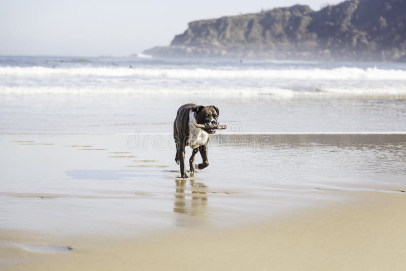 Perro que corre en la playa fotografía de archivo libre de regalías Perro que corre en la playa fotografía de archivo libre de regalías