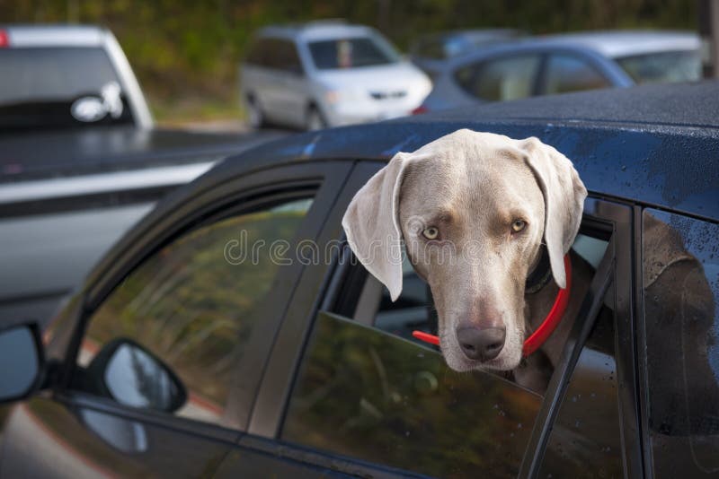 Perro que espera en coche fotos de archivo Perro que espera en coche fotos de archivo