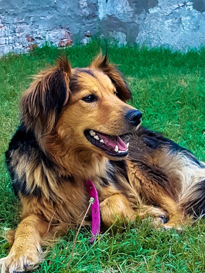 Perro que goza del jardín Felicidad del perro imagen de archivo Perro que goza del jardín Felicidad del perro imagen de archivo