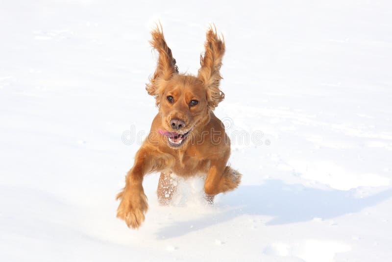 Perro que juega en la nieve imagenes de archivo Perro que juega en la nieve imagenes de archivo
