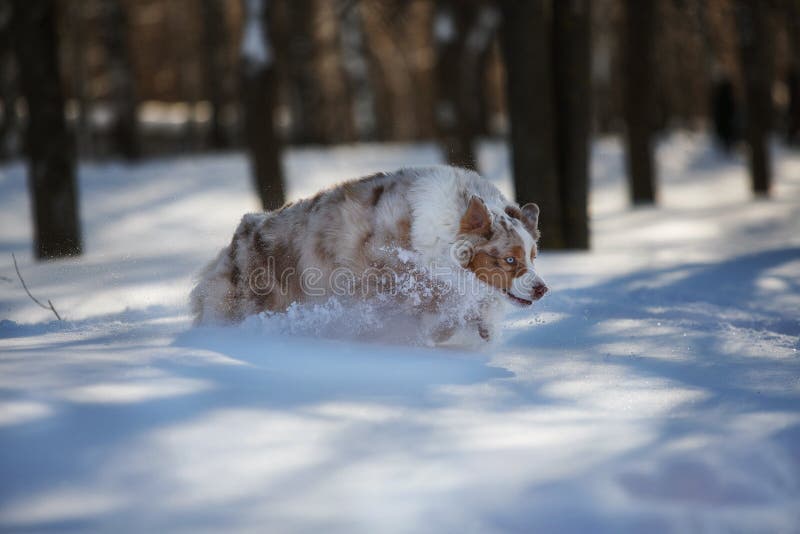 Perro que juega en un parque nevado fotos de archivo Perro que juega en un parque nevado fotos de archivo