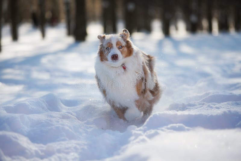 Perro que juega en un parque nevado fotos de archivo Perro que juega en un parque nevado fotos de archivo
