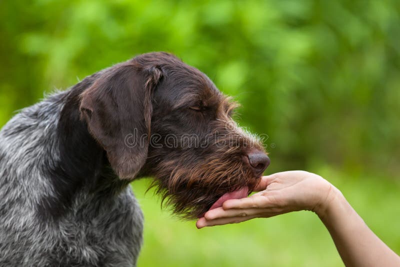 Perro que lame la mano de la mujer fotografía de archivo Perro que lame la mano de la mujer fotografía de archivo
