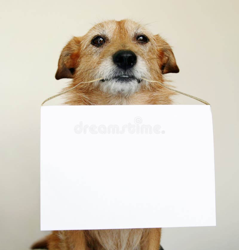 Perro que lleva a cabo una muestra en blanco imágenes de archivo libres de regalías