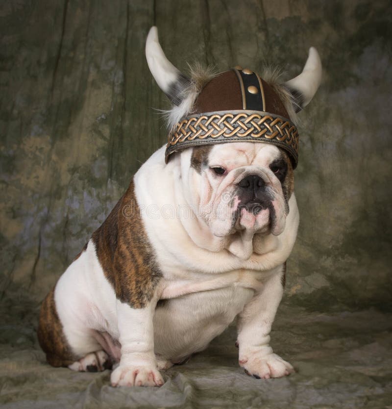 perro que lleva el sombrero de vikingo imagen de archivo perro que lleva el sombrero de vikingo imagen de archivo