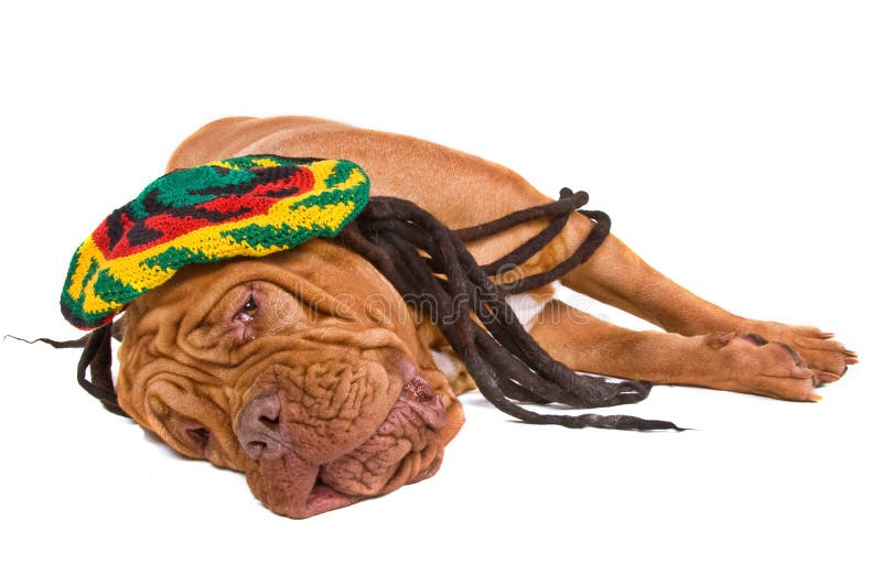 Dogue De Bordeaux Relaxing in Rastafarian Hat. Dogue De Bordeaux Relaxing in Rastafarian Hat