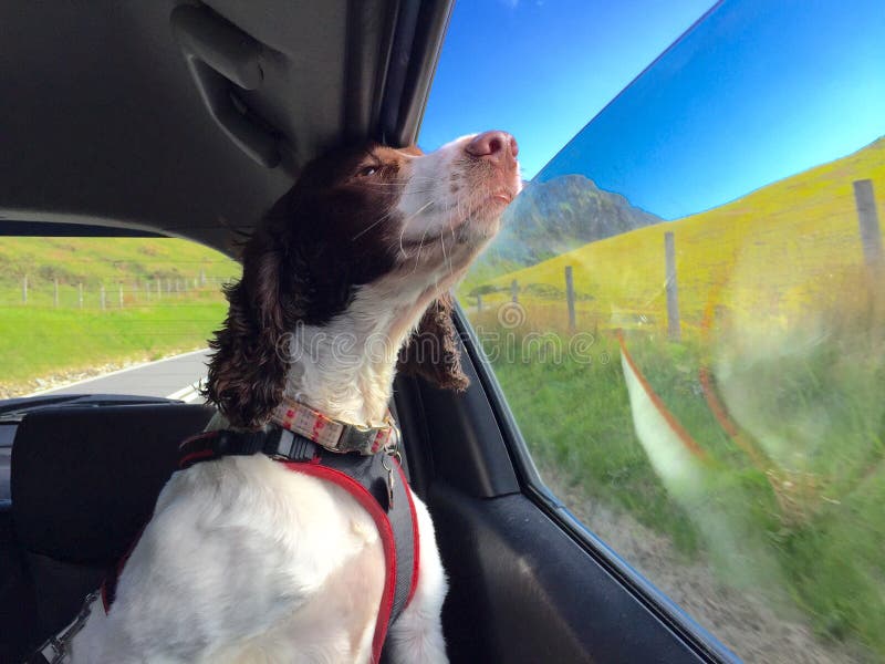 Perro que mira fuera de la ventanilla del coche foto de archivo Perro que mira fuera de la ventanilla del coche foto de archivo