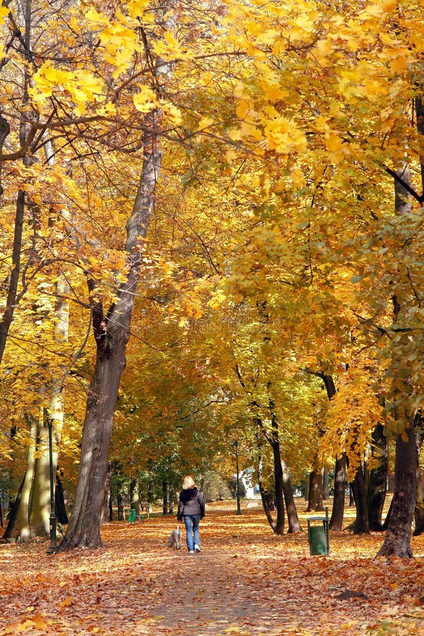 Perro que recorre en parque de la caída foto de archivo libre de regalías Perro que recorre en parque de la caída foto de archivo libre de regalías
