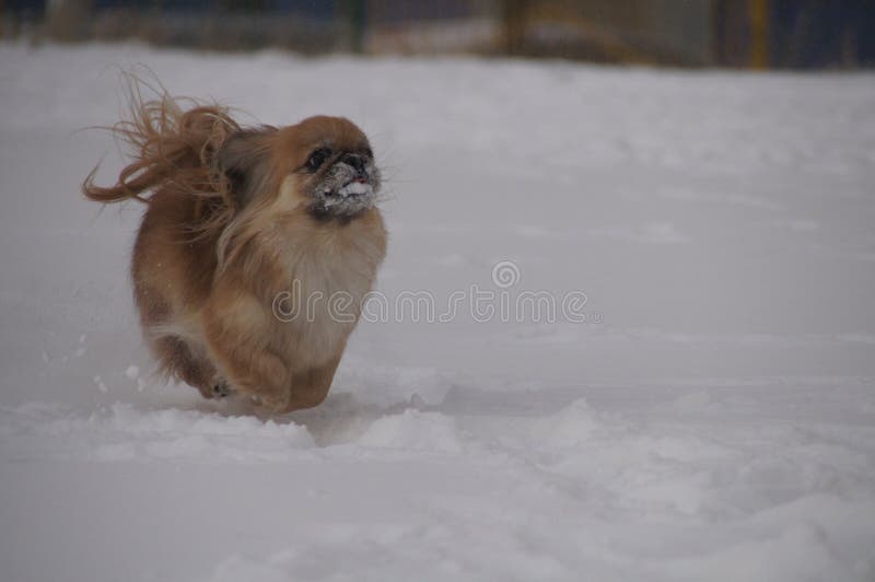 Perro que se ejecuta en la nieve foto de archivo Perro que se ejecuta en la nieve foto de archivo