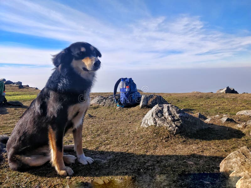 Perro que se sienta al lado de las rocas en el canto de la montaña fotos de archivo libres de regalías Perro que se sienta al lado de las rocas en el canto de la montaña fotos de archivo libres de regalías