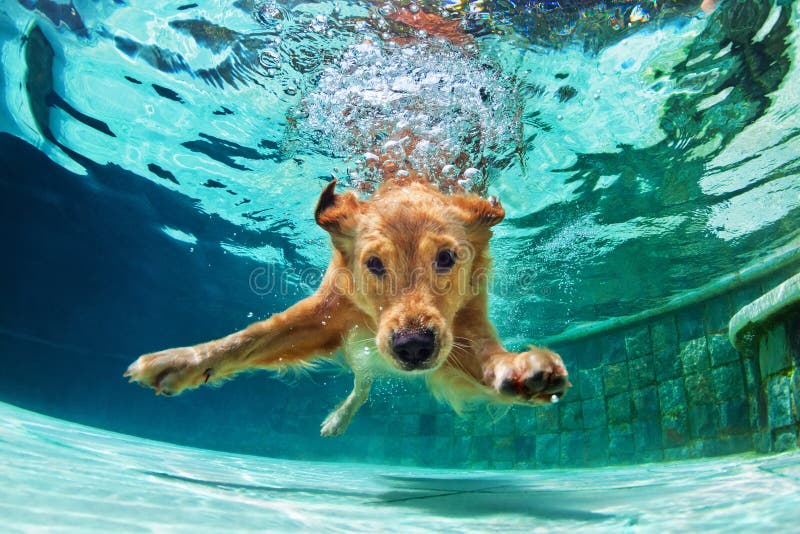 Perro que se zambulle bajo el agua en piscina