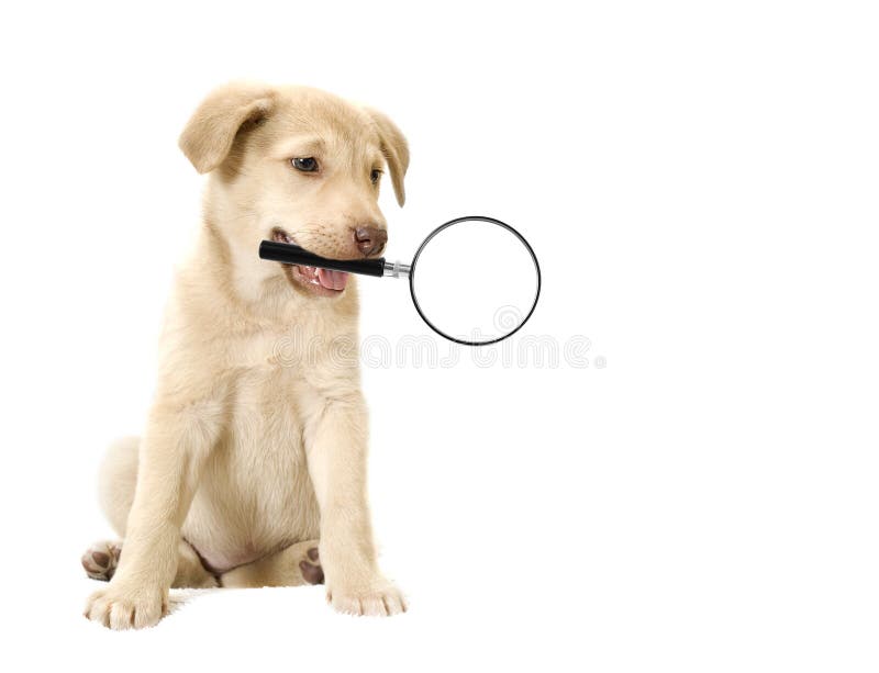 Dog holding in teeth a magnifying glass on a white background isolated. Dog holding in teeth a magnifying glass on a white background isolated