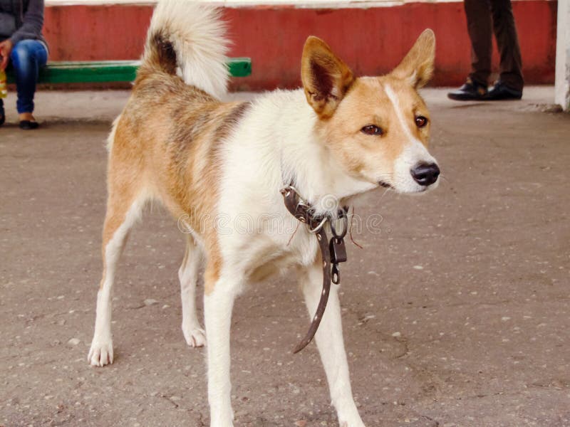 Perro rojo curioso que mira la cámara fotografía de archivo libre de regalías Perro rojo curioso que mira la cámara fotografía de archivo libre de regalías