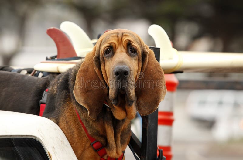 1,915 Perro En Coche Rojo Fotos de stock - Fotos libres de regalías de  Dreamstime