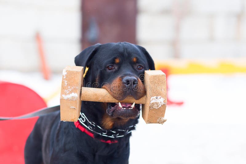 Perro Rottweiler, entrenamiento del invierno fotos de archivo libres de regalías