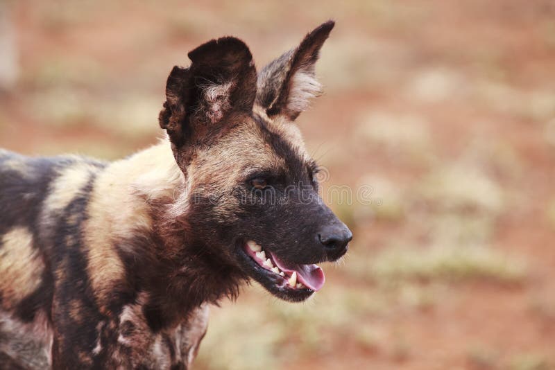 Perro salvaje africano fotografía de archivo