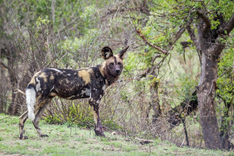 Perro salvaje africano en el parque nacional de Kruger, Suráfrica fotografía de archivo libre de regalías Perro salvaje africano en el parque nacional de Kruger, Suráfrica fotografía de archivo libre de regalías