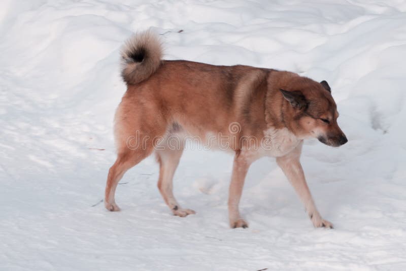 Homeless dog resting on the street and looking to leftside of it, Vagabond dog that feel depressed and lonely. Homeless dog resting on the street and looking to leftside of it, Vagabond dog that feel depressed and lonely