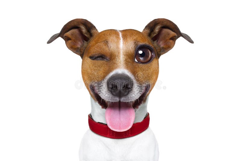 Perro tonto mudo del Emoticon o de Emoji fotos de archivo Perro tonto mudo del Emoticon o de Emoji fotos de archivo