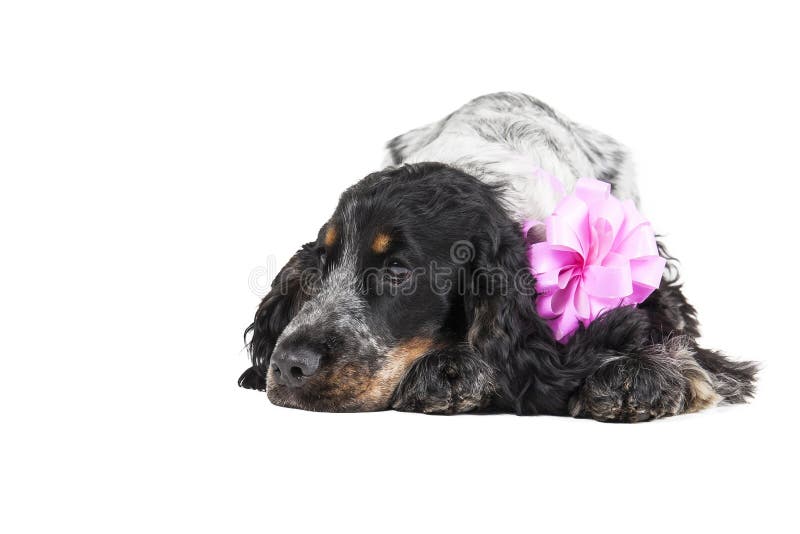 Perro triste de cocker spaniel fotos de archivo libres de regalías Perro triste de cocker spaniel fotos de archivo libres de regalías
