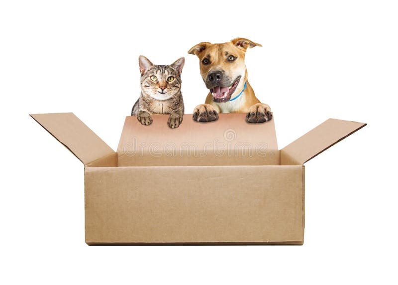 Perro y Cat Over Empty Shipping Box felices
