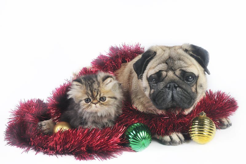 Pug dog with little Persian kitten,surrounded by Christmas ornaments. Pug dog with little Persian kitten,surrounded by Christmas ornaments