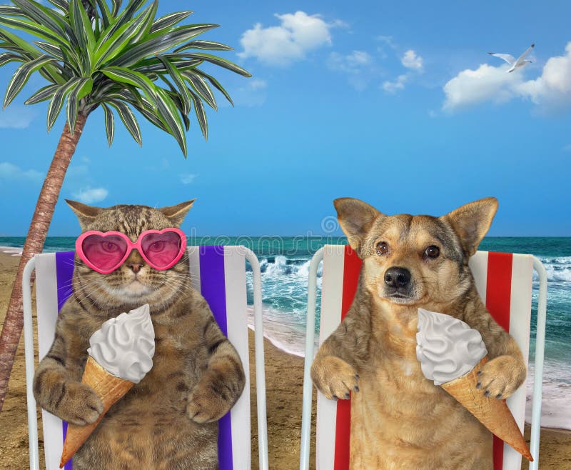 Perro y gato que comen el helado debajo de una palma fotografía de archivo Perro y gato que comen el helado debajo de una palma fotografía de archivo