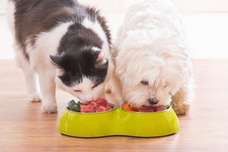 Perro y gato que comen la comida natural de un cuenco