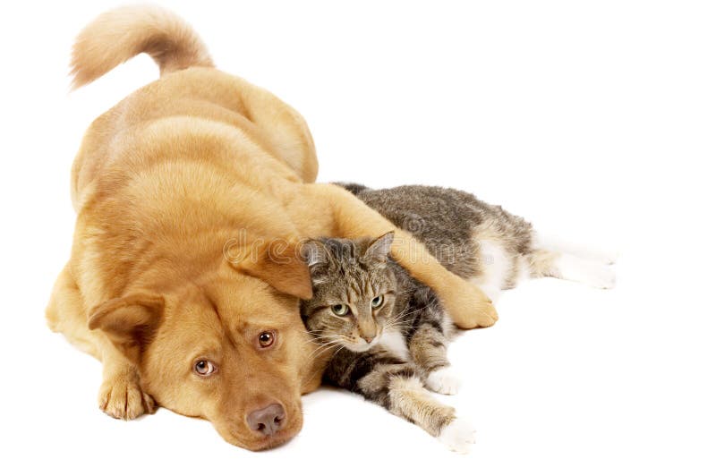 Perro y gato que se relajan fotos de archivo libres de regalías Perro y gato que se relajan fotos de archivo libres de regalías