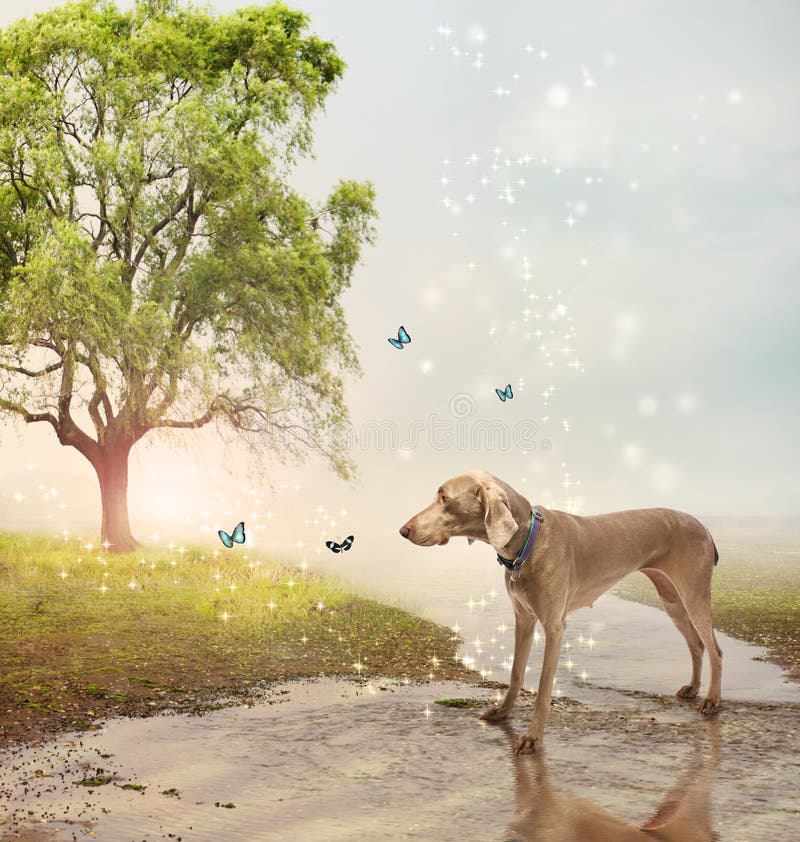 Weimaraner dog and butterflies at a magical brook. Weimaraner dog and butterflies at a magical brook