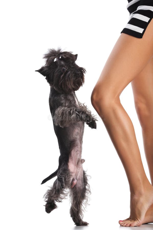 Perro y mujer del baile imagen de archivo Perro y mujer del baile imagen de archivo