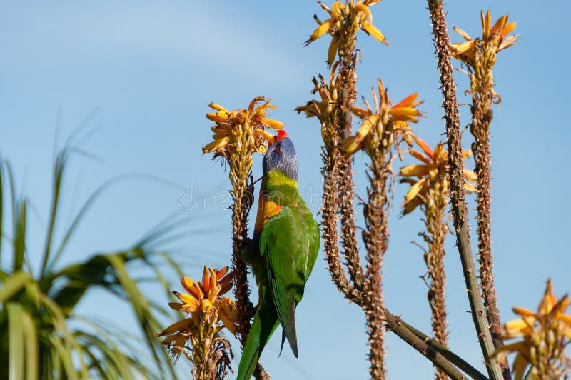 Perroquet de lorikeet d'arc-en-ciel mangeant les fleurs oranges lumineuses d'aloès images stock Perroquet de lorikeet d'arc-en-ciel mangeant les fleurs oranges lumineuses d'aloès images stock